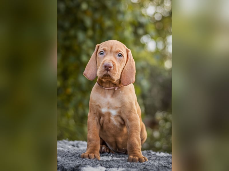 Wunderschöne Magyar Vizsla Welpen