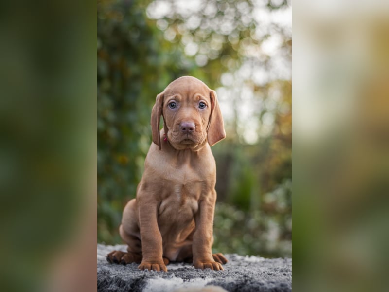 Wunderschöne Magyar Vizsla Welpen