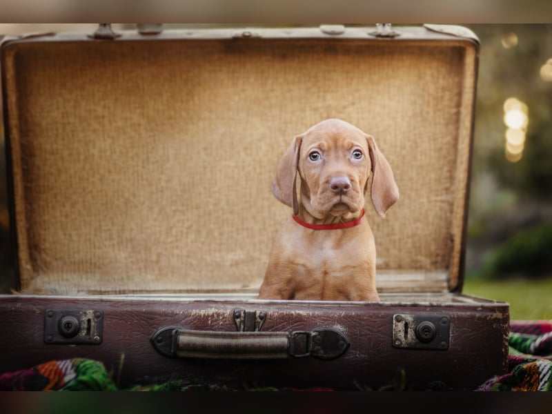 Wunderschöne Magyar Vizsla Welpen