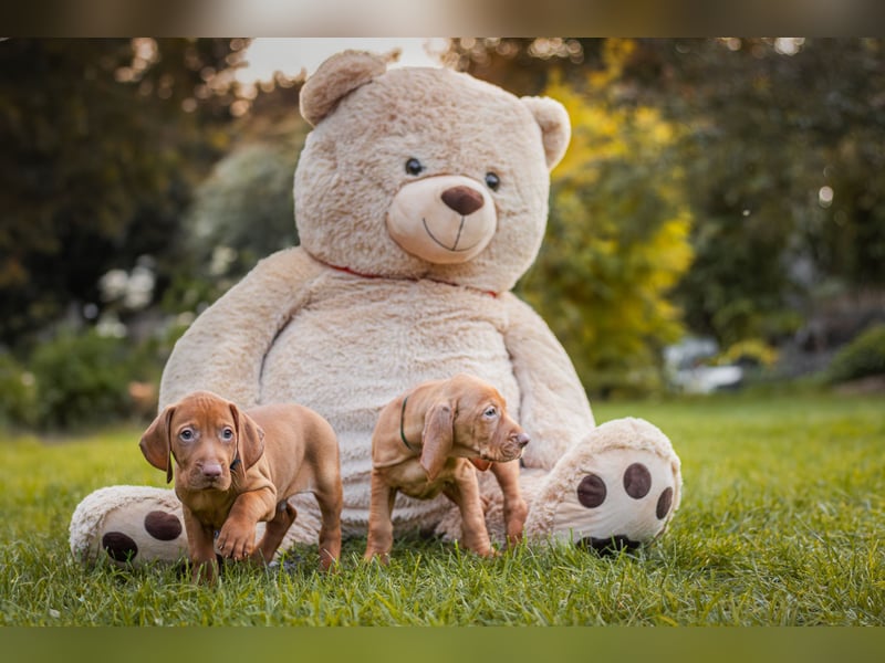 Wunderschöne Magyar Vizsla Welpen