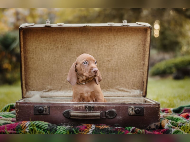 Wunderschöne Magyar Vizsla Welpen