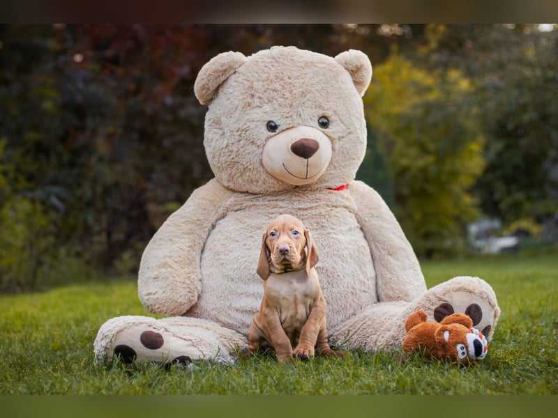 Wunderschöne Magyar Vizsla Welpen