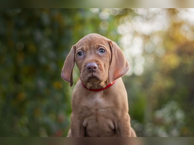 Wunderschöne Magyar Vizsla Welpen