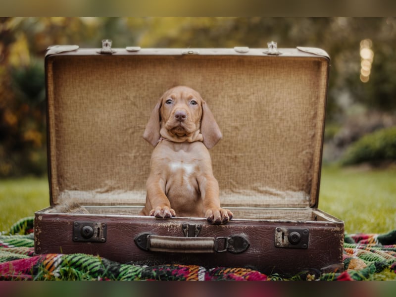 Wunderschöne Magyar Vizsla Welpen