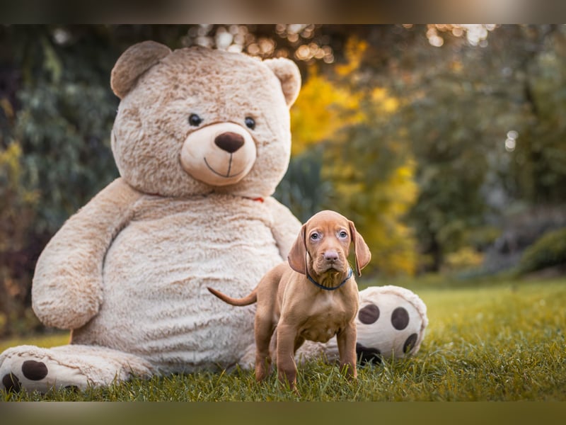 Wunderschöne Magyar Vizsla Welpen