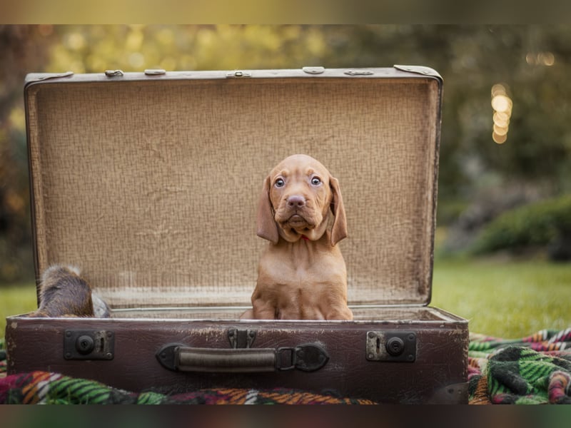 Wunderschöne Magyar Vizsla Welpen