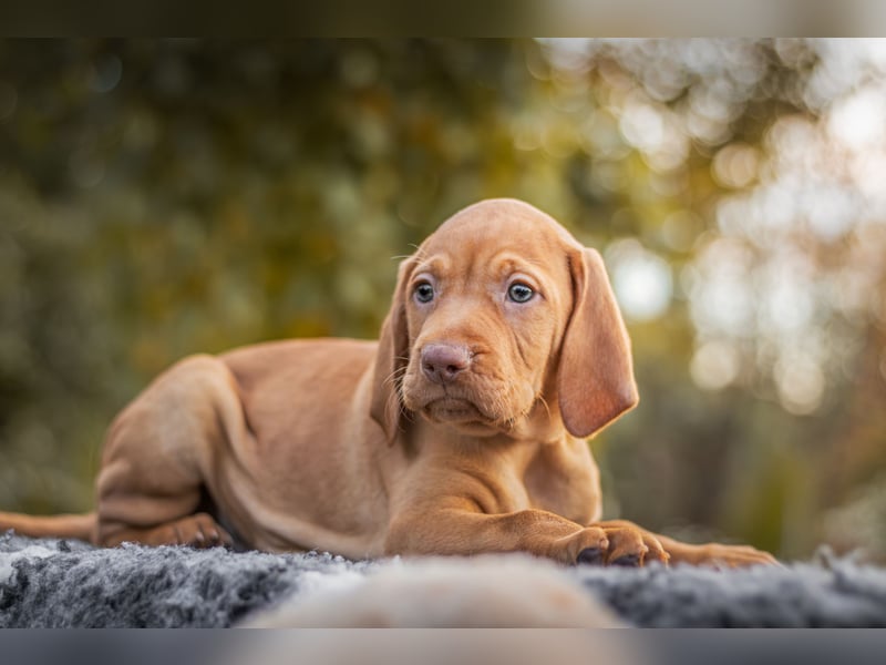 Wunderschöne Magyar Vizsla Welpen