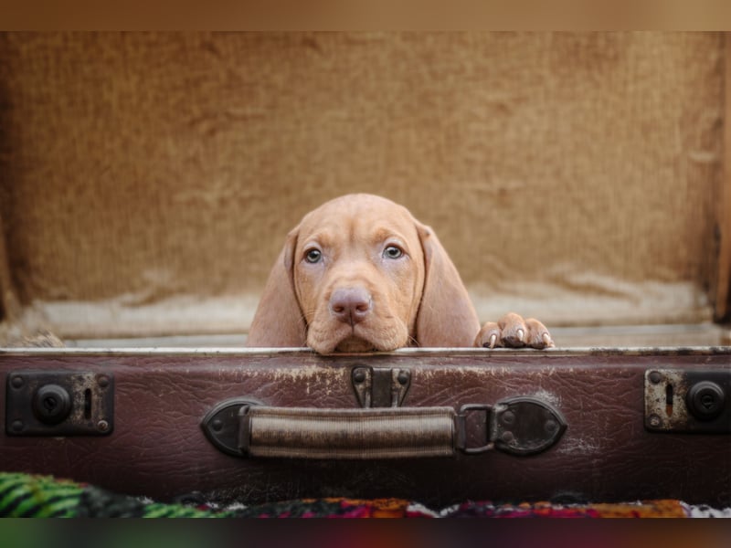 Wunderschöne Magyar Vizsla Welpen