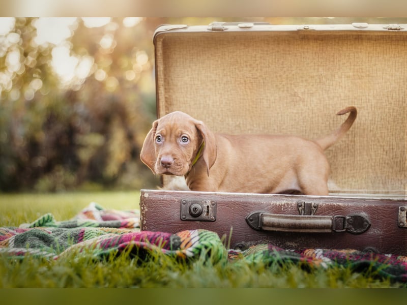 Wunderschöne Magyar Vizsla Welpen