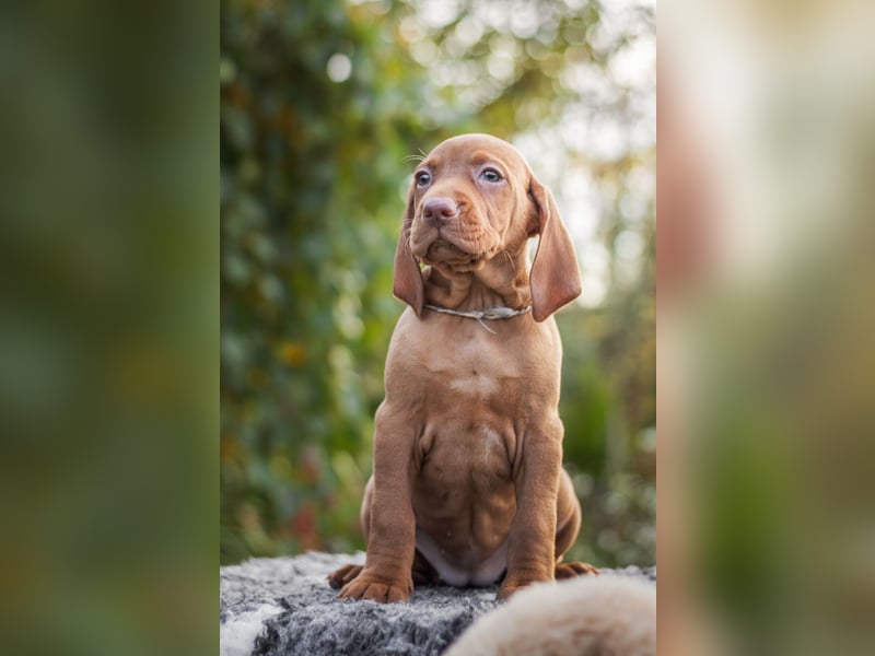 Wunderschöne Magyar Vizsla Welpen