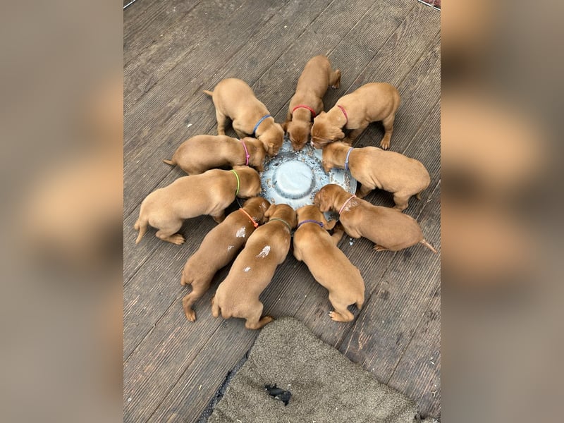Magyar Vizsla aus Jagdlicher Leistungszucht. Ein Rüde sucht noch sein perfektes Zuhause