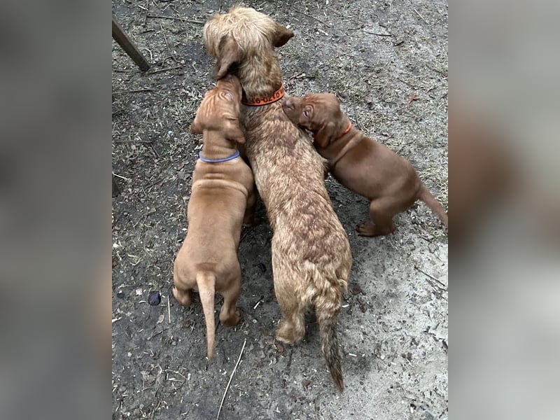 Magyar Vizsla aus Jagdlicher Leistungszucht. Ein Rüde sucht noch sein perfektes Zuhause