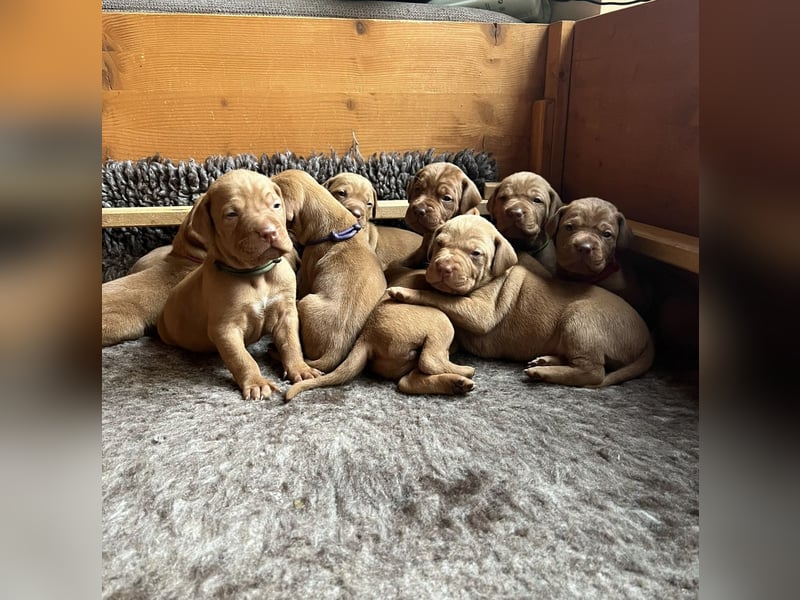 Magyar Vizsla aus Jagdlicher Leistungszucht. Ein Rüde sucht noch sein perfektes Zuhause