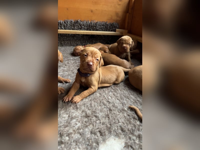 Magyar Vizsla aus Jagdlicher Leistungszucht. Ein Rüde sucht noch sein perfektes Zuhause