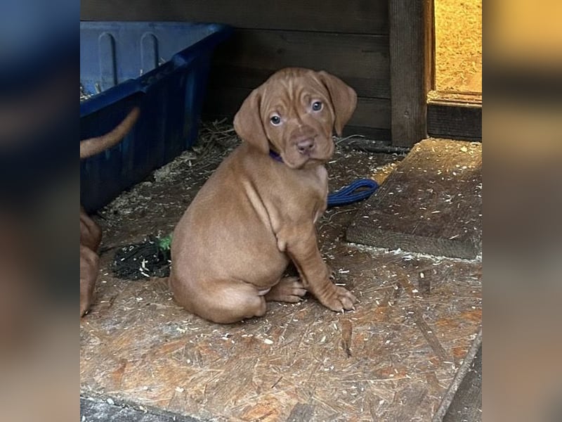 Magyar Vizsla aus Jagdlicher Leistungszucht. Ein Rüde sucht noch sein perfektes Zuhause