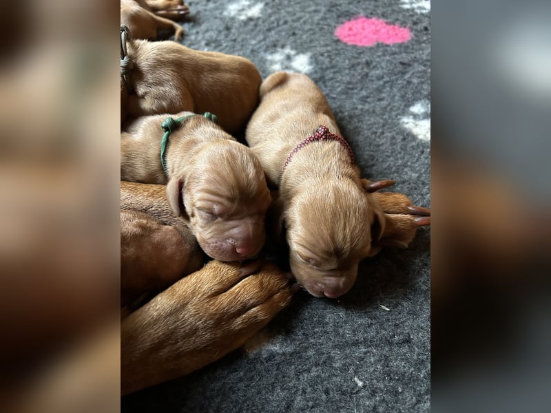Magyar Vizsla aus Jagdlicher Leistungszucht. Ein Rüde sucht noch sein perfektes Zuhause