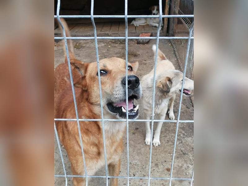 Der freundliche Bruno sucht ein Zuhause oder eine Pflegestelle!