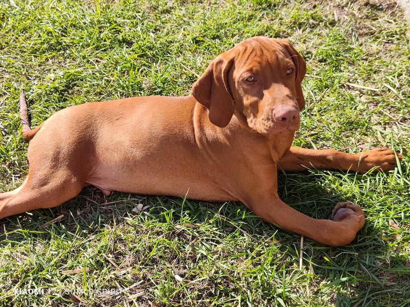 Magyar Vizsla Junghundrüde sucht noch seine eigene Familie