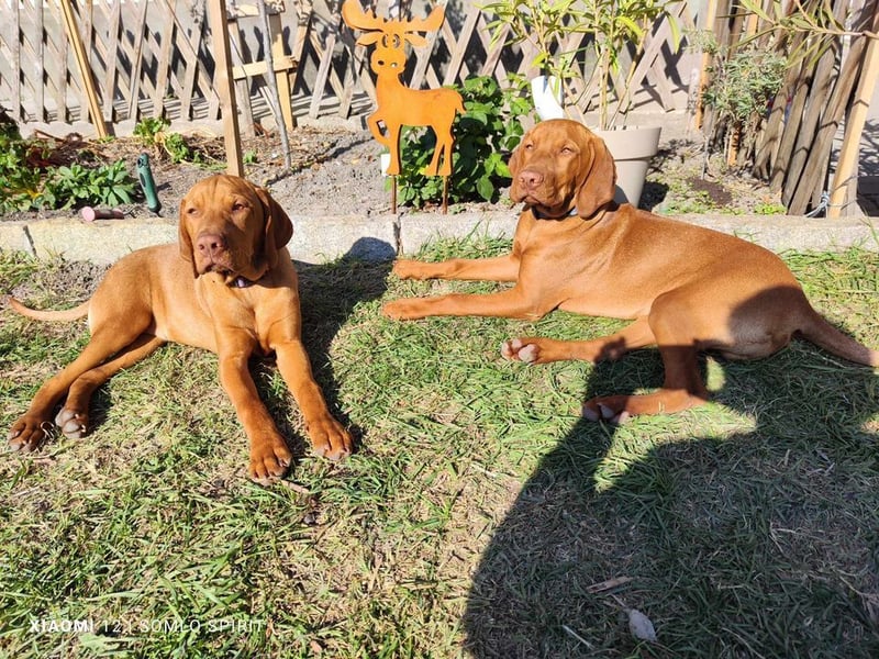 Magyar Vizsla Junghundrüde sucht noch seine eigene Familie
