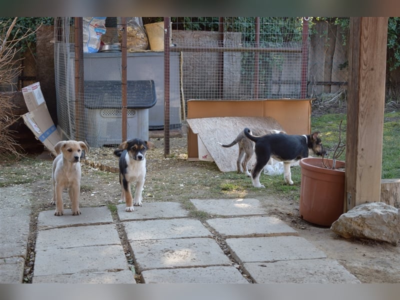 Balou wünscht sich aktive souveräne Menschen
