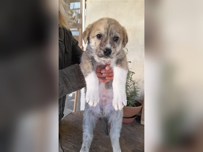Balou wünscht sich aktive souveräne Menschen
