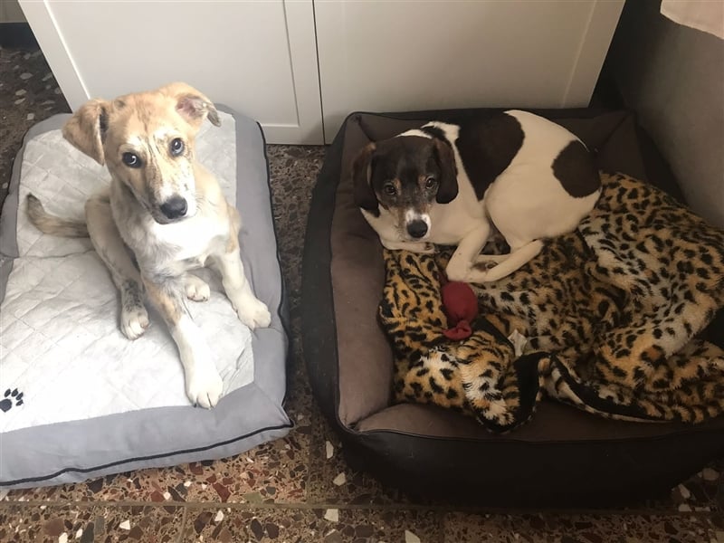 Balou wünscht sich aktive souveräne Menschen