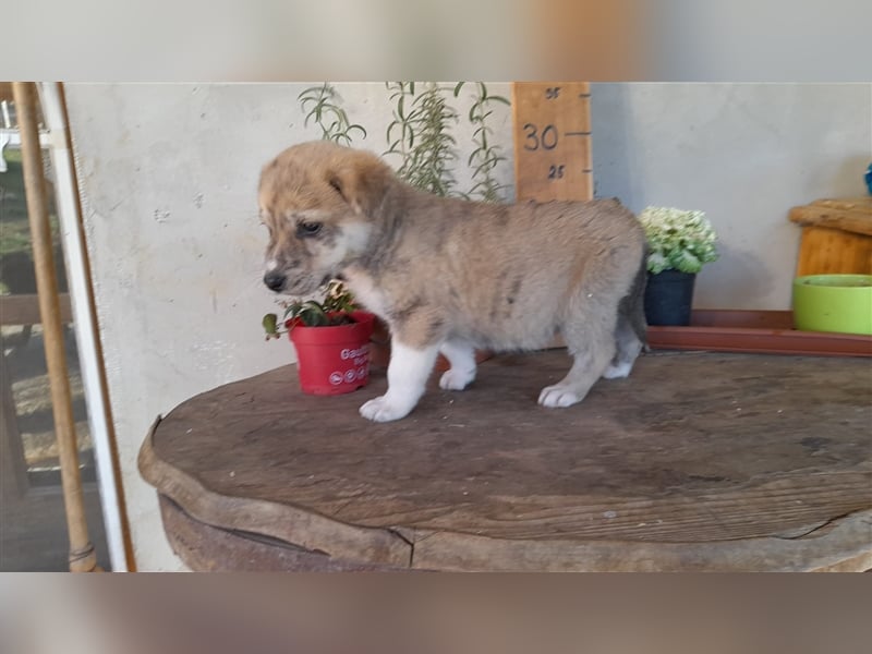 Balou wünscht sich aktive souveräne Menschen
