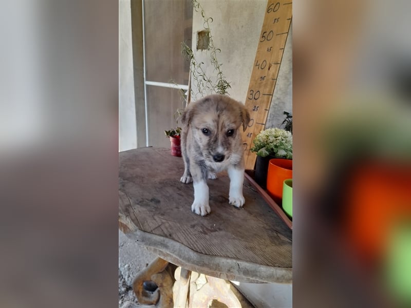 Balou wünscht sich aktive souveräne Menschen