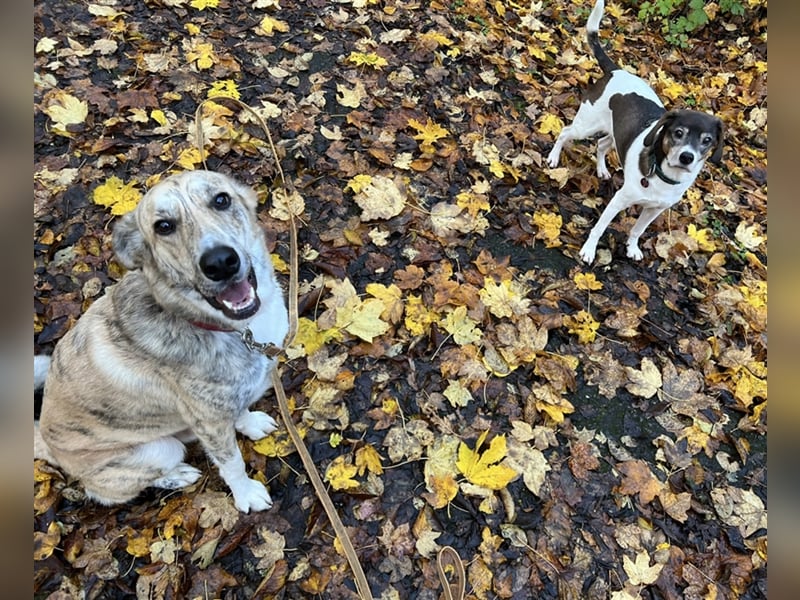 Balou wünscht sich aktive souveräne Menschen