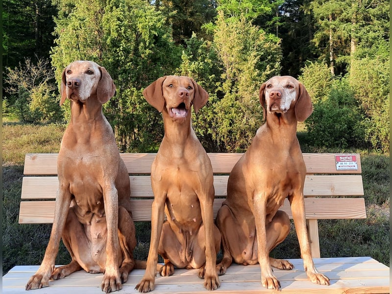 Magyar Vizsla Welpen - Wurfplanung zum Frühjahr  2026