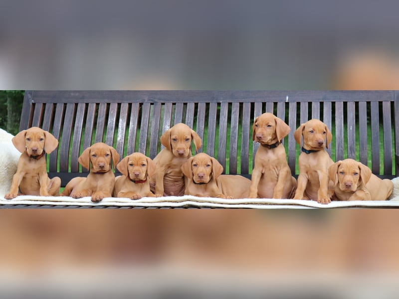 Magyar Vizsla Welpen - Wurfplanung zum Frühjahr  2026
