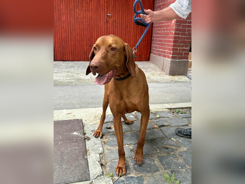 Carlos, geboren 08.01.2021, 69cm sucht aktives Zuhause