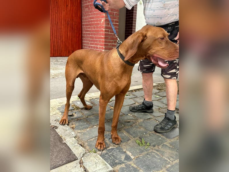 Carlos, geboren 08.01.2021, 69cm sucht aktives Zuhause