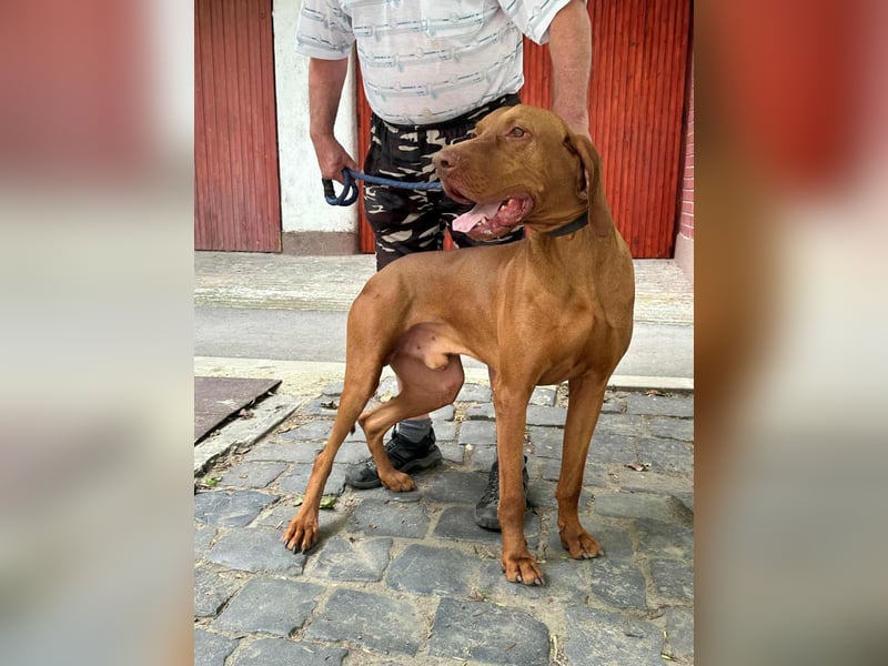Carlos, geboren 08.01.2021, 69cm sucht aktives Zuhause