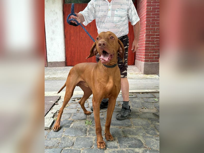 Carlos, geboren 08.01.2021, 69cm sucht aktives Zuhause