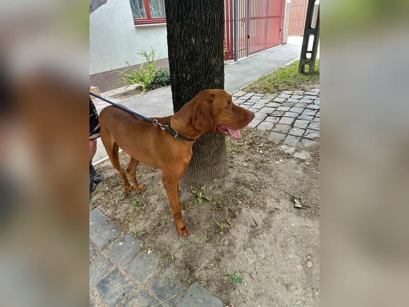 Carlos, geboren 08.01.2021, 69cm sucht aktives Zuhause