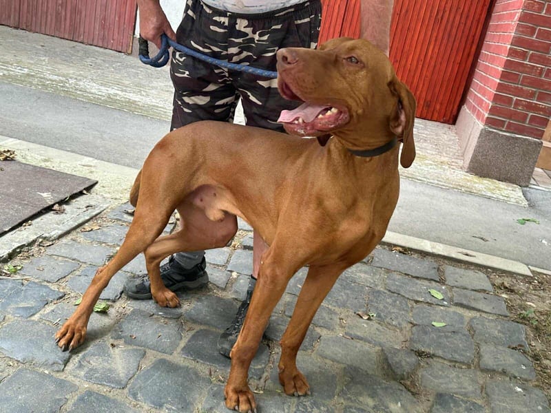 Carlos, geboren 08.01.2021, 69cm sucht aktives Zuhause