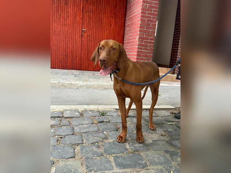 Carlos, geboren 08.01.2021, 69cm sucht aktives Zuhause
