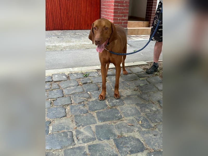 Carlos, geboren 08.01.2021, 69cm sucht aktives Zuhause