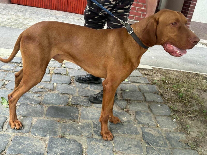 Carlos, geboren 08.01.2021, 69cm sucht aktives Zuhause