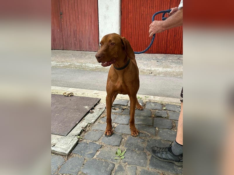 Carlos, geboren 08.01.2021, 69cm sucht aktives Zuhause