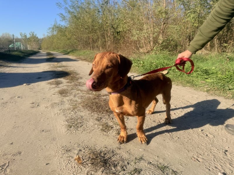 Das ist unser Bürök, ein Vizsla mit kurzen Beinen