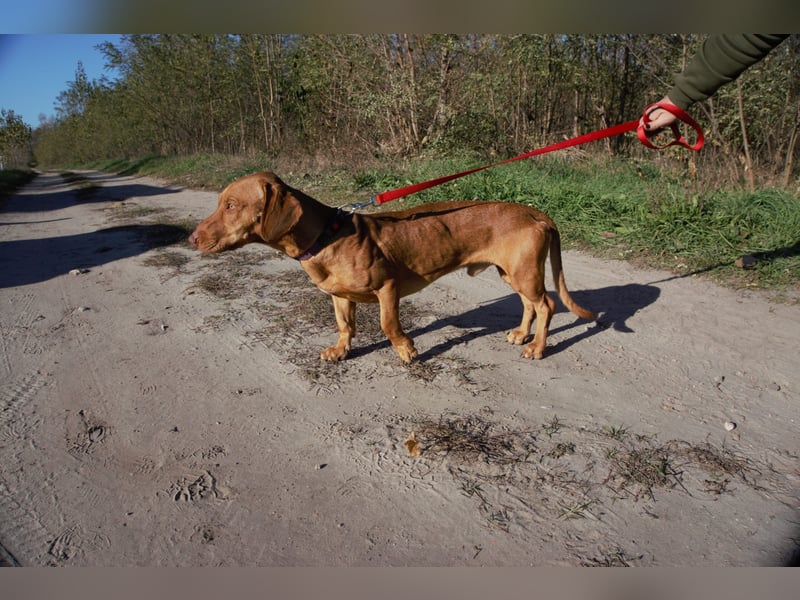 Das ist unser Bürök, ein Vizsla mit kurzen Beinen