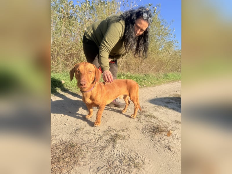 Das ist unser Bürök, ein Vizsla mit kurzen Beinen