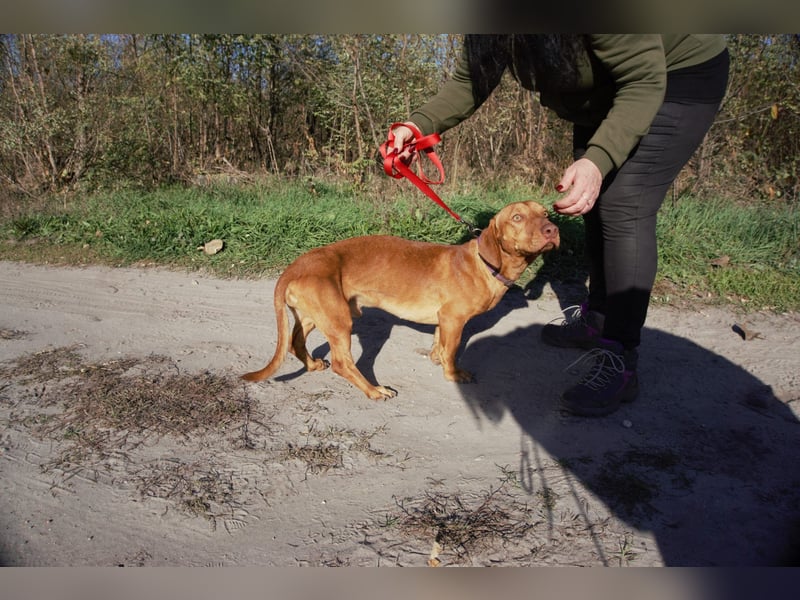 Das ist unser Bürök, ein Vizsla mit kurzen Beinen