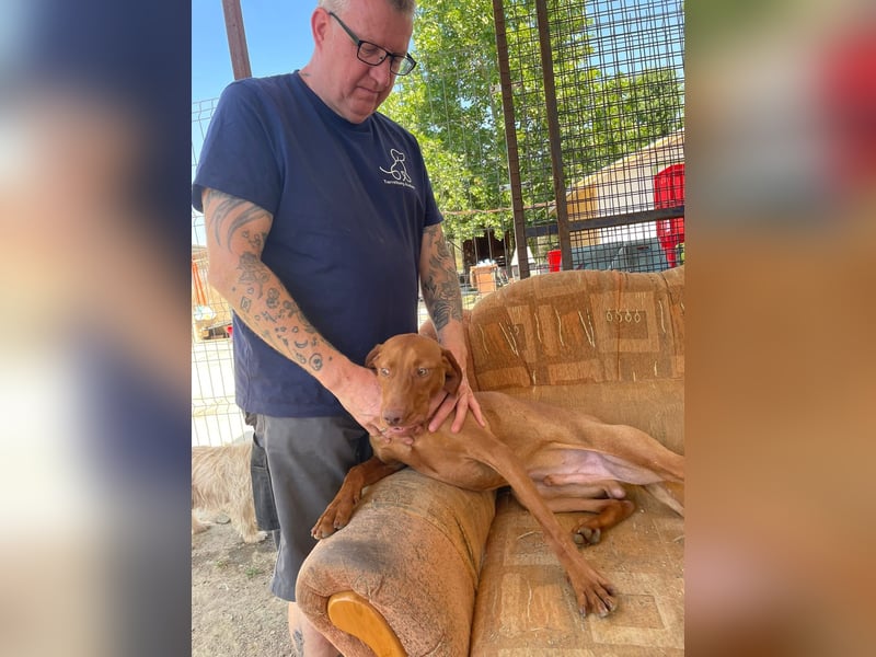 Levante sucht Vizsla Liebhaber