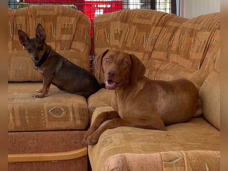 Levante sucht Vizsla Liebhaber