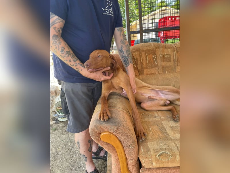 Levante sucht Vizsla Liebhaber