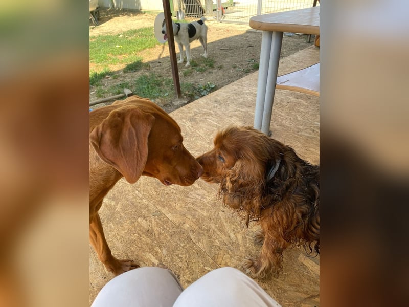 Levante sucht Vizsla Liebhaber