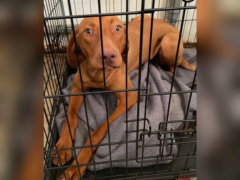 Levante sucht Vizsla Liebhaber
